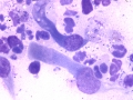 Bacterial sinusitis (horse)