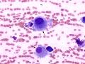 Sarcoma (cat)