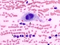 Sarcoma (cat)