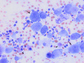 Suspect carcinoma (cat)