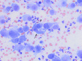 Suspect carcinoma (cat)