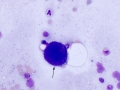 Dog: Megakaryocyte