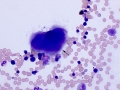 Dog: Megakaryocyte