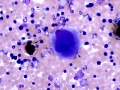 Dog: Megakaryocyte