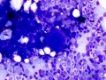 Dog: Megakaryocyte