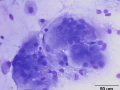 Salivary granuloma (cat)