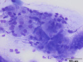 Salivary granuloma (cat)