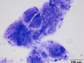 Salivary granuloma (cat)