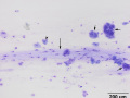Salivary granuloma (cat)