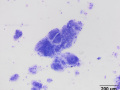 Salivary granuloma (cat)