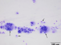 Salivary granuloma (cat)