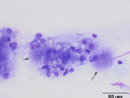 Salivary granuloma (cat)