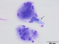 Salivary granuloma (cat)