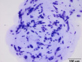 Salivary granuloma (cat)