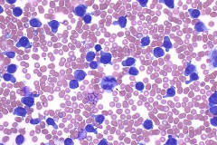 Rabbit cytology