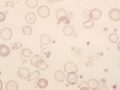 Hypochromasia (dog)