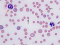 Spherocytes (cat)