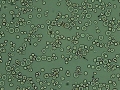 Spherocytes (wet prep, dog)