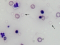Ghost cells (dog)