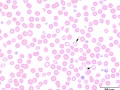 Hypochromic subpopulation (dog)