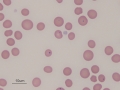 Macrocytes & Howell jolly bodies (horse)