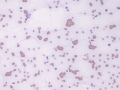 Agglutination (dog)