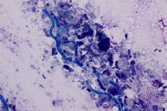 Reptile cytology