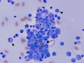 Macrophages