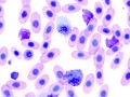 Blue basophils (prehensile)