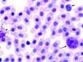 Leukocytes (prehensile)