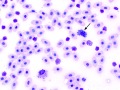 Basophils (prehensile)