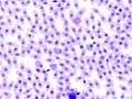 Leukocytes (prehensile)