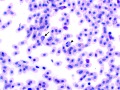 Heterophils & eosinophils (prehensile)