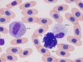 Leukocytes (prehensile)