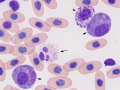 Leukocytes (prehensile)