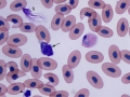 "False" band, azurophil & thrombocyte (unknown species)