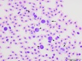 Leukocytes (prehensile)
