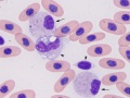 Heterophils & monocyte (prehensile)
