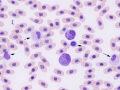 Leukocytes (prehensile)