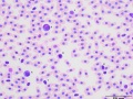 Basophils (prehensile)