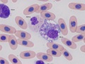 Macrophage (prehensile)
