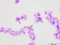 Macrophage (prehensile)