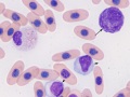 Leukocytes (prehensile)