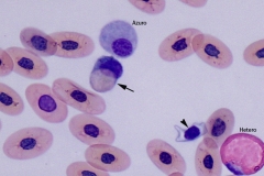 Snake blood