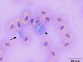 Aruba island rattlesnake lymphocyte & monocyte