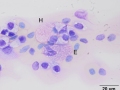 Aruba island rattlesnake heterophil & eosinophil