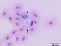 Aruba island rattlesnake heterophil & eosinophil