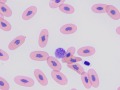 Boa basophil & thrombocyte