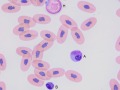 Boa leukocytes 