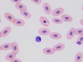 Boa basophil